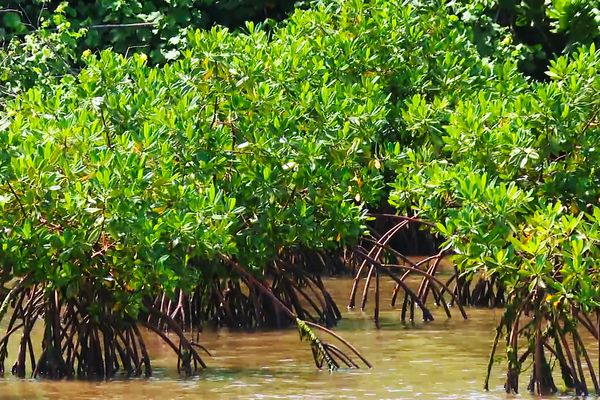 Nouvelle-Calédonie et Wallis : les mangroves scrutées par la Liste rouge des écosystèmes