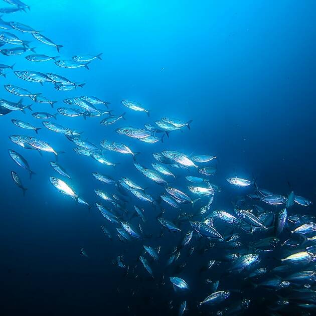Kourou : le marché aux poissons reste fermé cinq ans après 