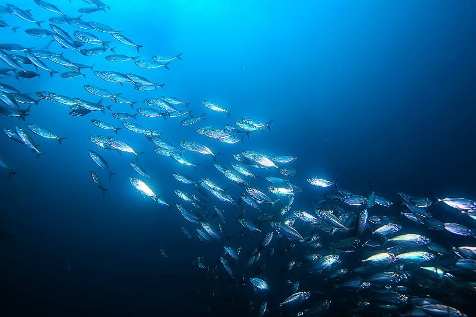 Kourou : le marché aux poissons reste fermé cinq ans après 