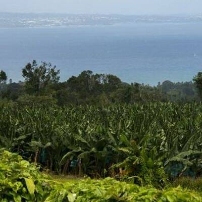 Guadeloupe : les jeunes agriculteurs étranglés par les retards des aides européennes