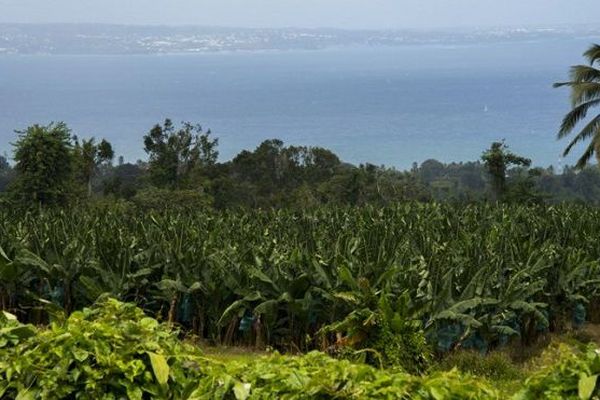 Guadeloupe : les jeunes agriculteurs étranglés par les retards des aides européennes