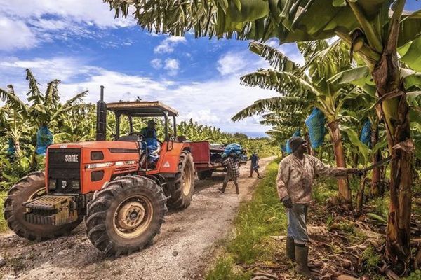 Guadeloupe : les jeunes agriculteurs à bout de souffle