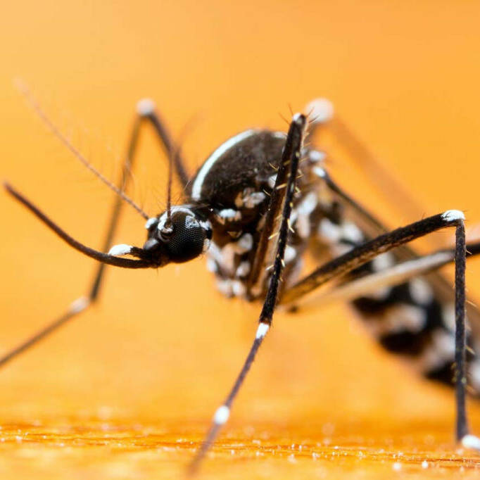 Épidémie de chikungunya à Mayotte : des signes de ralentissement