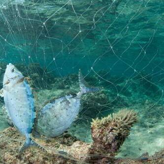 Wallis-et-Futuna : la pêche côtière entre essor économique et menace sur les espèces