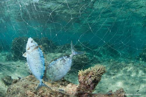 Wallis-et-Futuna : la pêche côtière entre essor économique et menace sur les espèces