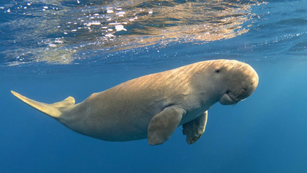 Nouvelle-Calédonie : une campagne d’urgence pour sauver les dugongs