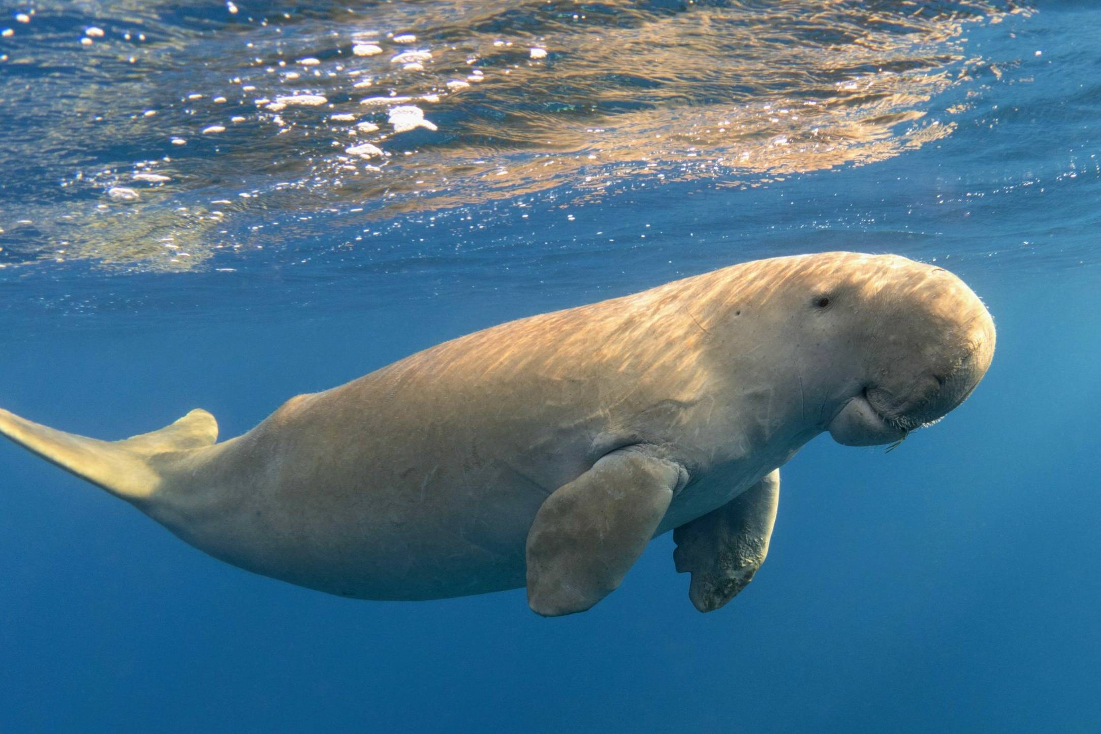Nouvelle-Calédonie : une campagne d’urgence pour sauver les dugongs