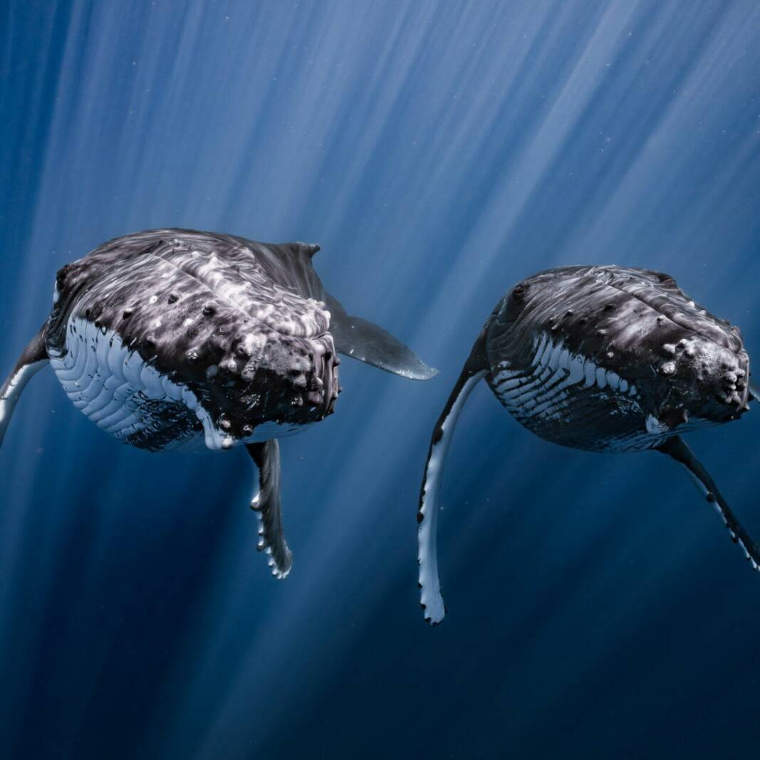 La Polynésie française a marqué de son empreinte l’édition 2025 du prestigieux concours Ocean Photographer of the Year