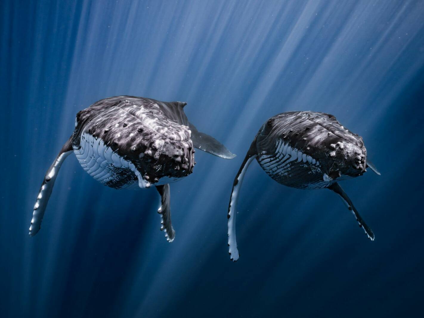 La Polynésie française a marqué de son empreinte l’édition 2025 du prestigieux concours Ocean Photographer of the Year