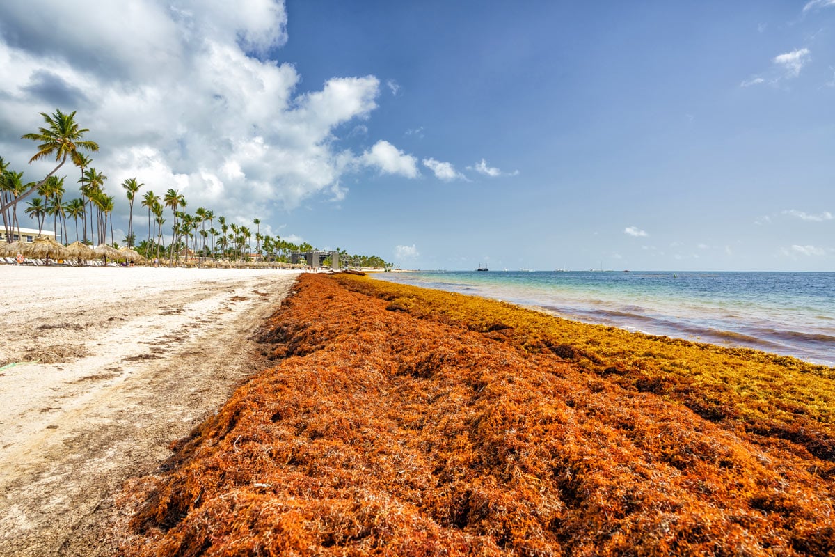 La Guadeloupe fait reconnaître le fléau des sargasses sur la scène internationale