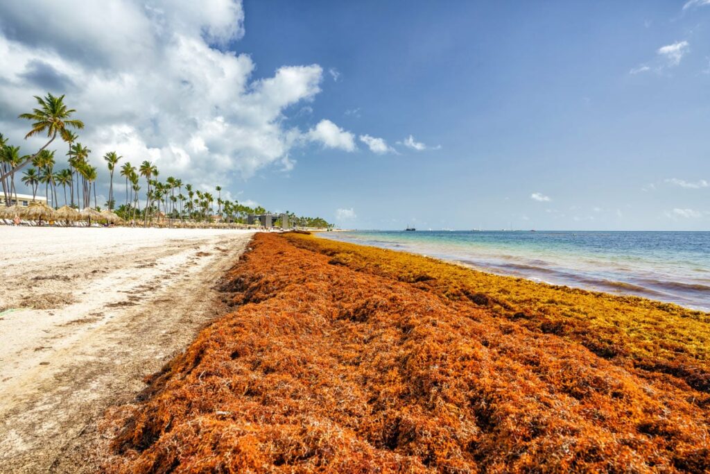 Saint-Vincent-et-les-Grenadines mise sur l’économie bleue avec les sargasses