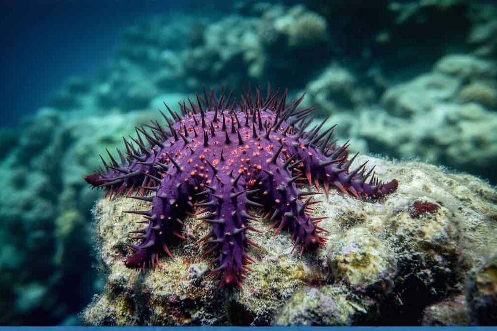 Taramea en Polynésie : fléau des récifs ou acteurs naturels de leur régénération ?