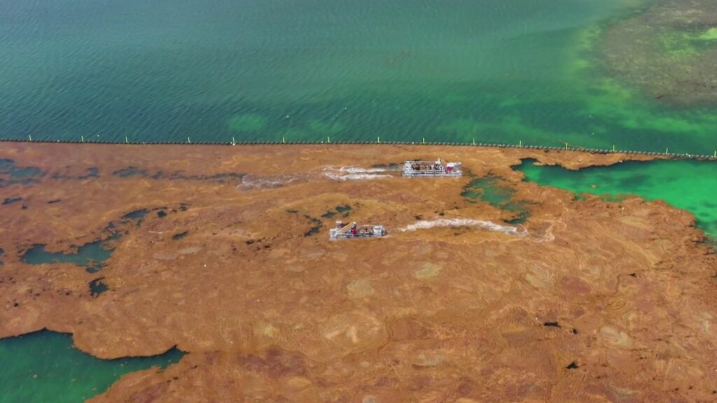 Guadeloupe : les sargasses, un fléau qui s’installe durablement