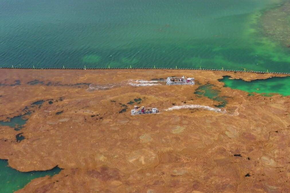 Guadeloupe : les sargasses, un fléau qui s’installe durablement