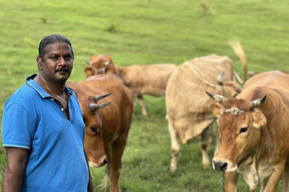Depuis plusieurs années, les éleveurs de bovins du nord de la Grande-Terre sont confrontés à une recrudescence de vols de bétail, souvent impunis malgré les procédures d’identification en vigueur. En 8 mois, 84 bovins ont été volés, et les plaintes déposées auprès de la gendarmerie restent, pour beaucoup, sans suite.