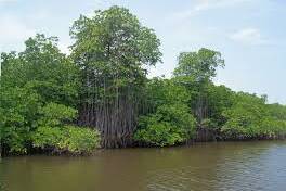 Carbone bleu : une étude internationale nuance le rôle des mangroves