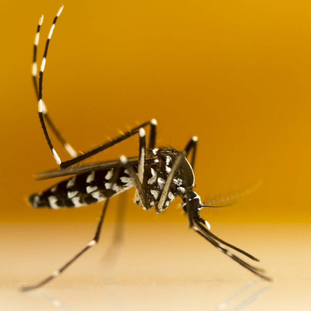 Un arrêté du 1er septembre 2025 permet l’utilisation du Vectomax FG à Saint-Barthélemy pour une durée de six mois. Ce produit biologique, qui cible les larves de moustiques, a été exceptionnellement autorisé après la découverte du moustique tigre sur l’île.