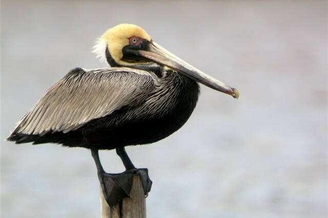 Guadeloupe : alerte rouge pour les oiseaux tropicaux en déclin
