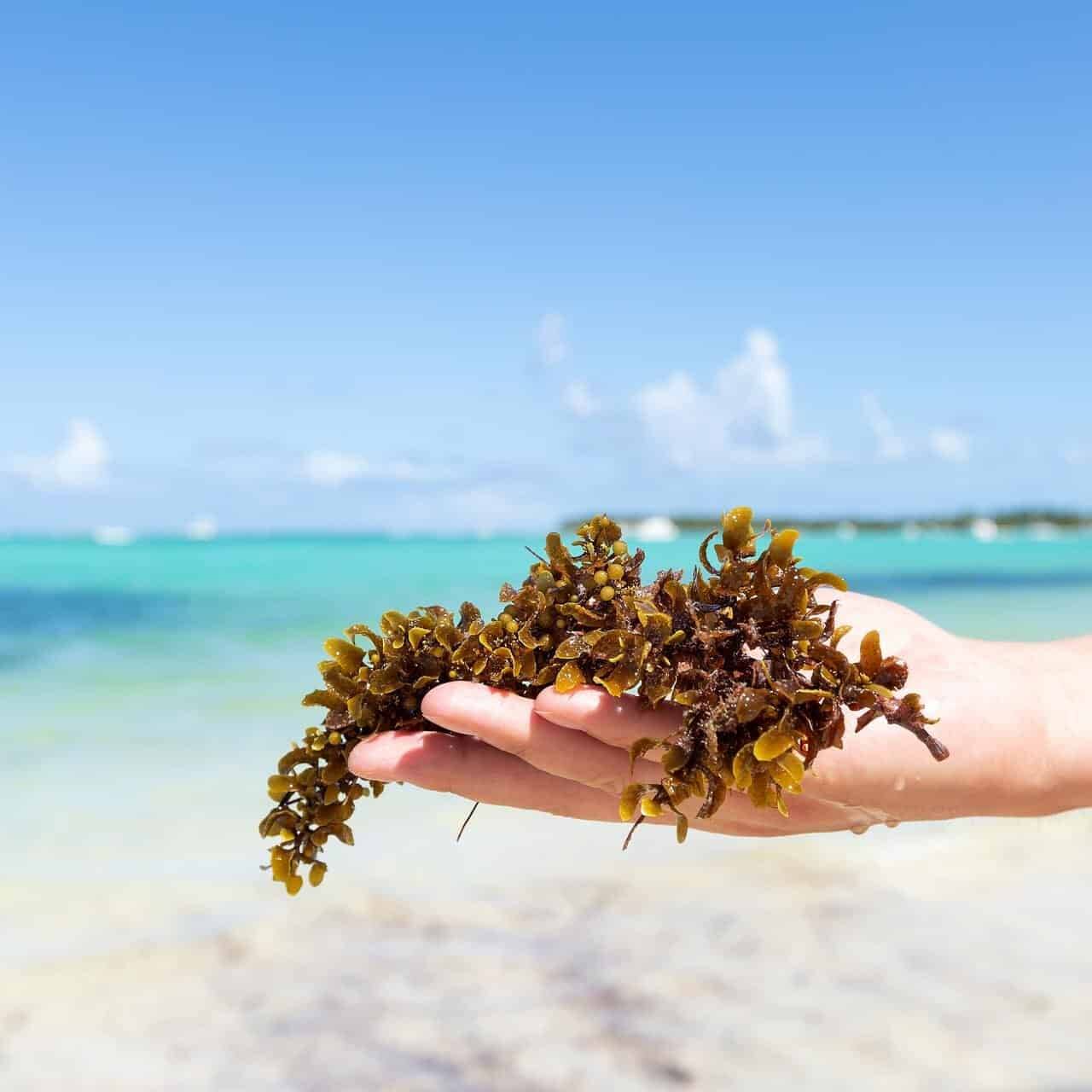 Les échouements massifs de sargasses, au coeur du Congrès mondial de la nature de l’UICN à Abou Dhabi, grâce à la Région Guadeloupe...