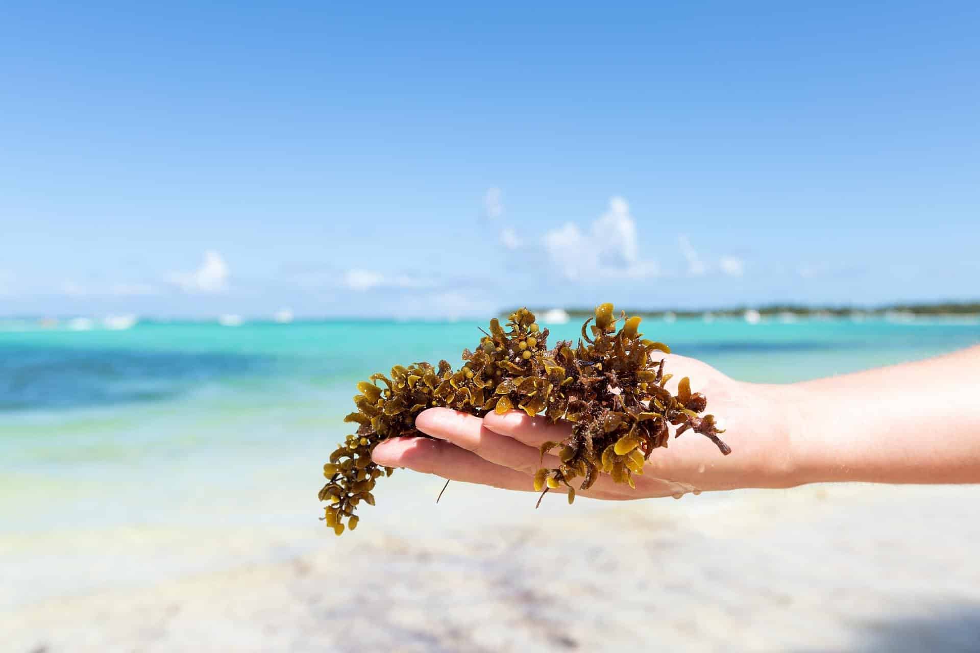 Les échouements massifs de sargasses, au coeur du Congrès mondial de la nature de l’UICN à Abou Dhabi, grâce à la Région Guadeloupe...