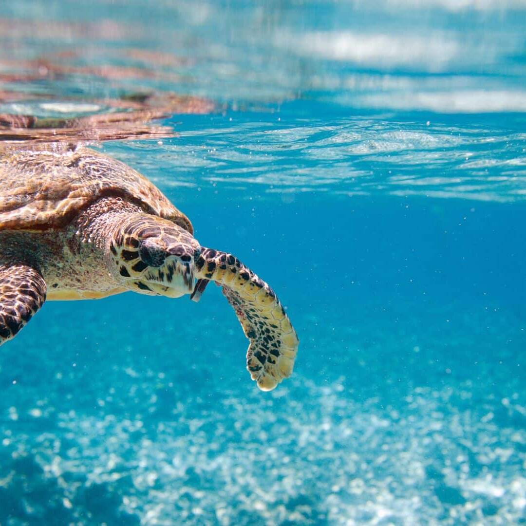 Pour la première fois, des habitants de Wallis et Futuna ont été condamnés pour avoir braconné des tortues marines, une espèce protégée. Une décision qui marque un tournant dans la lutte pour la préservation de ces animaux menacés, déjà au cœur d’affaires judiciaires à Mayotte.