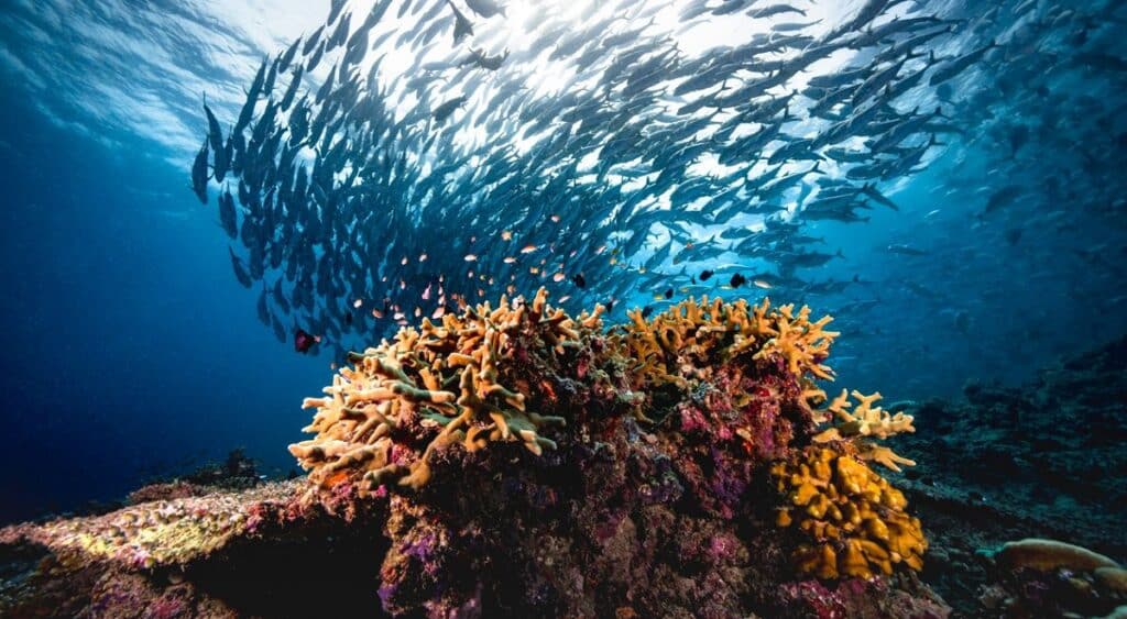 Traité pour la haute mer : une étape décisive pour la protection des océans