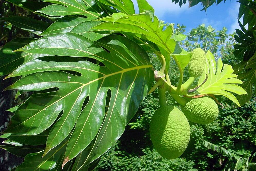 La Polynésie et La Réunion scellent un partenariat agricole inédit autour du fruit à pain