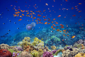 Mayotte : récifs coralliens au point de bascule, l’alerte mondiale confirmée sur le lagon
