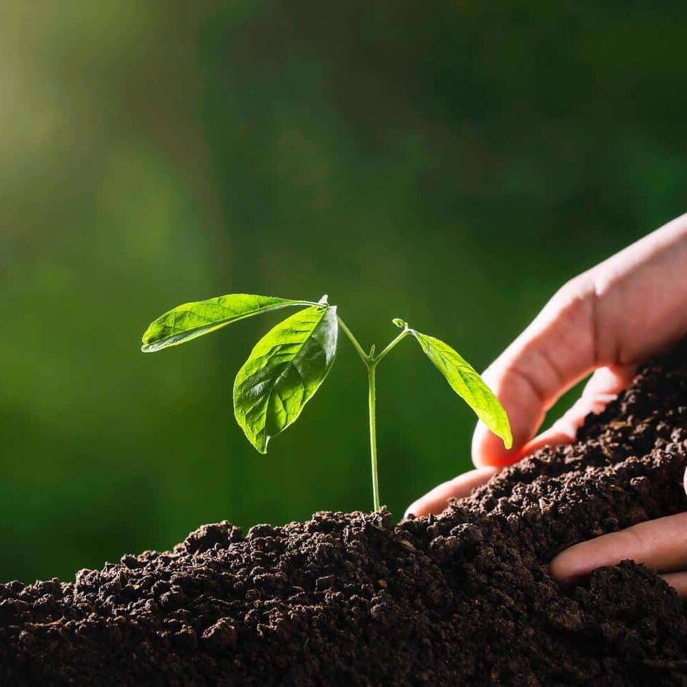 Une grainothèque sème le goût de la nature à l’Étang-Salé