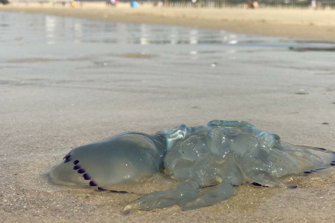 Méduses à Sainte-Anne : la baignade sous haute vigilance