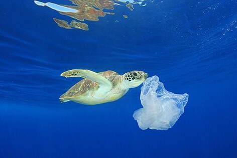 L'outre-mer face au déluge plastique : tortues, coraux et pêcheries en première ligne