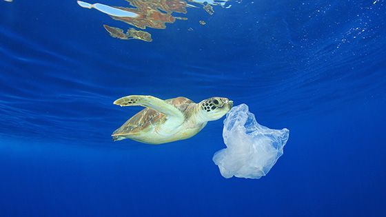 L'outre-mer face au déluge plastique : tortues, coraux et pêcheries en première ligne