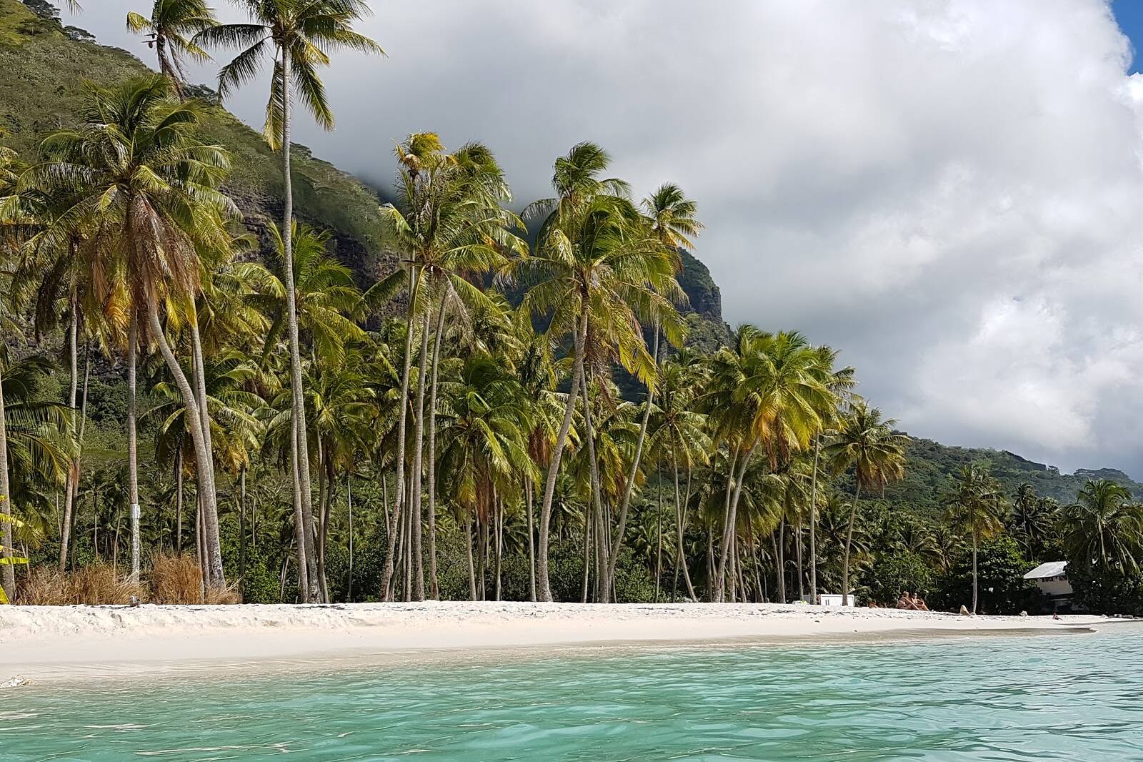 Polynésie : face à l’érosion, les plantes plutôt que le béton