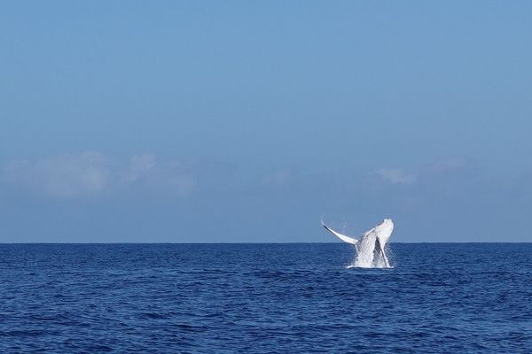 Une apparition rare en Nouvelle-Zélande : une baleine blanche intrigue les chercheurs et ravive la fascination du Pacifique