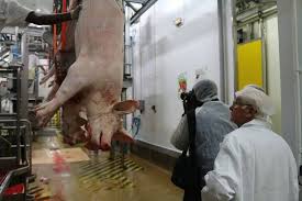 Une étude pour repenser la gestion des abattoirs publics en Guyane