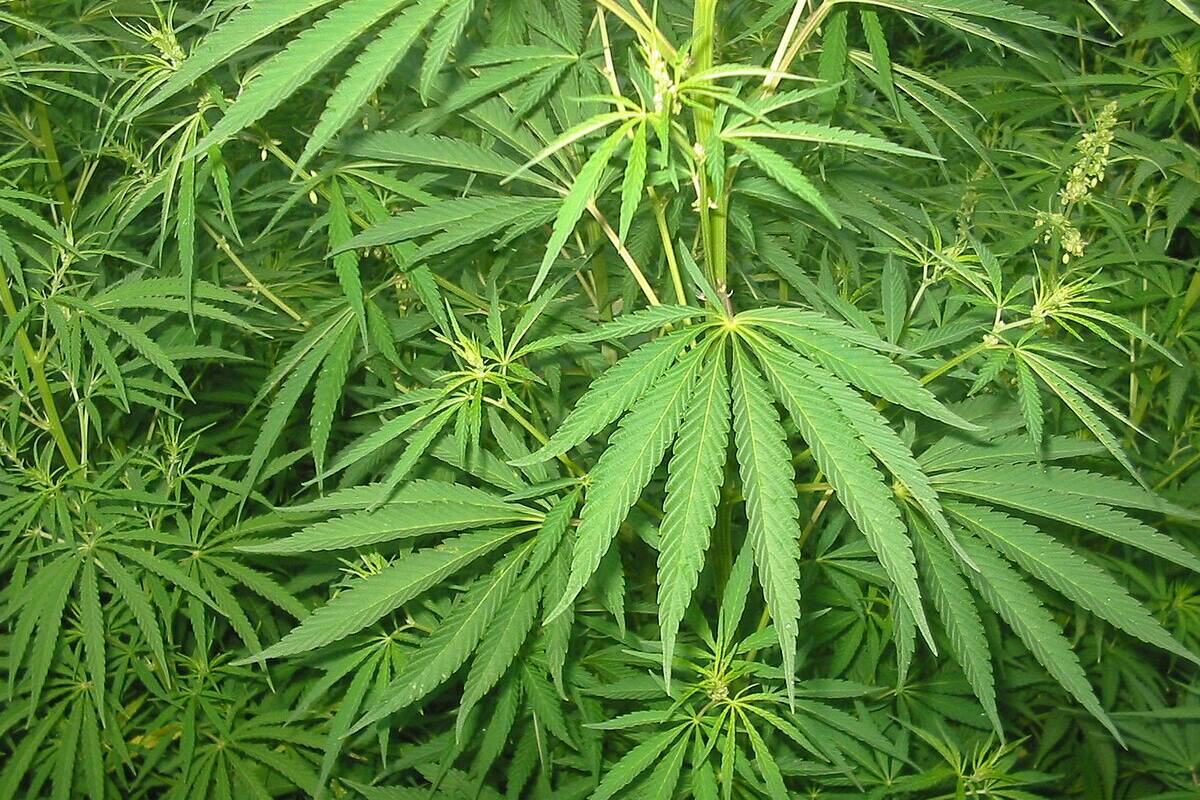 Huahine : 272 plants de cannabis détruits lors d’une opération coup de poing