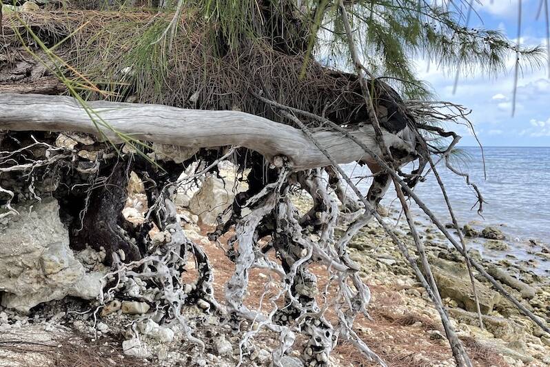Polynésie : la végétation, nouvel atout face à l’érosion des côtes