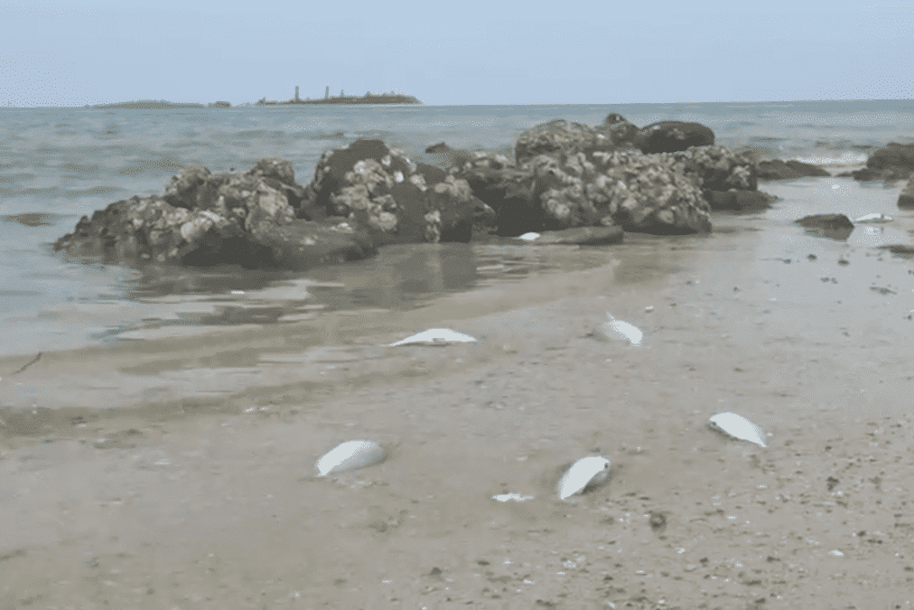 Nouméa : des poissons morts à l’Anse Vata, la chaleur en cause selon la mairie