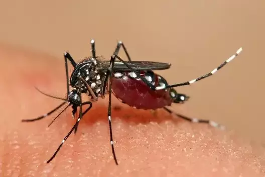 Dengue en Guadeloupe : vigilance maintenue malgré une accalmie apparente