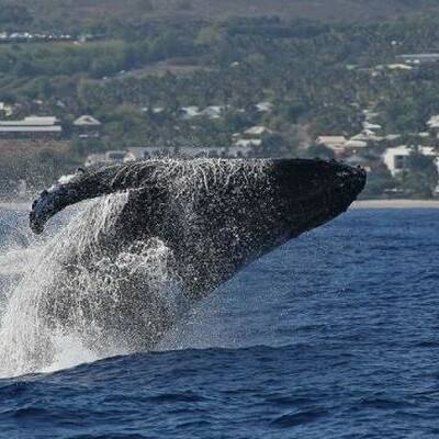 Saison des baleines : une présence en chute libre autour de La Réunion