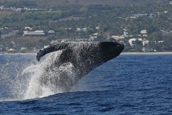 Saison des baleines : une présence en chute libre autour de La Réunion