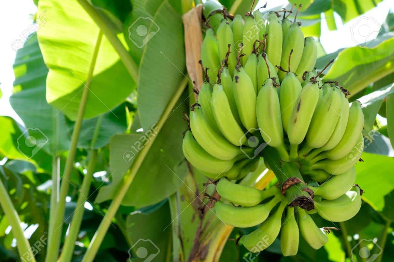 La filière banane de Guadeloupe conserve ses aides POSEI : soulagement pour les planteurs