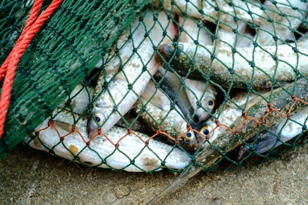 Guadeloupe : la pêche au lambi ouverte du 15 octobre au 15 décembre