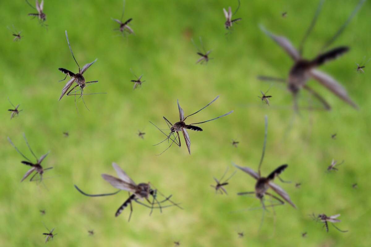 Dengue en Guadeloupe : circulation faible mais persistante après deux vagues successives