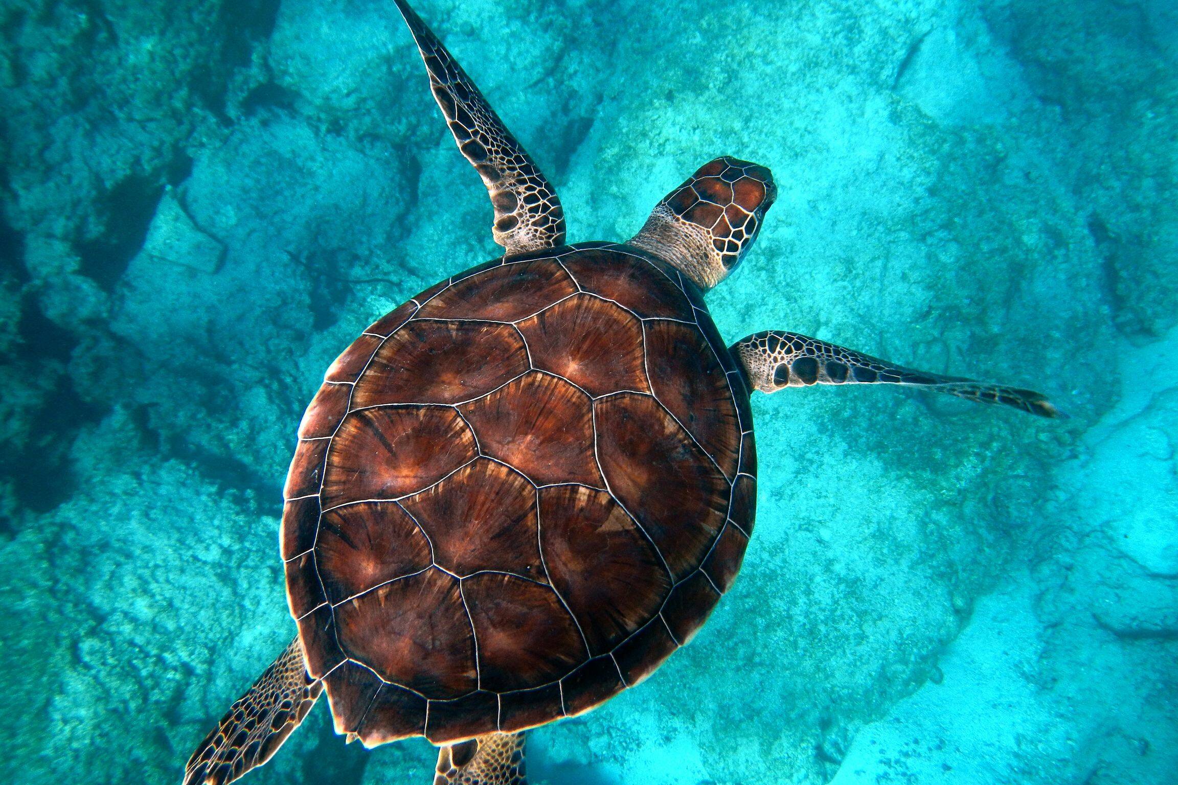 La tortue verte n’est plus menacée d’extinction, mais son habitat reste fragile