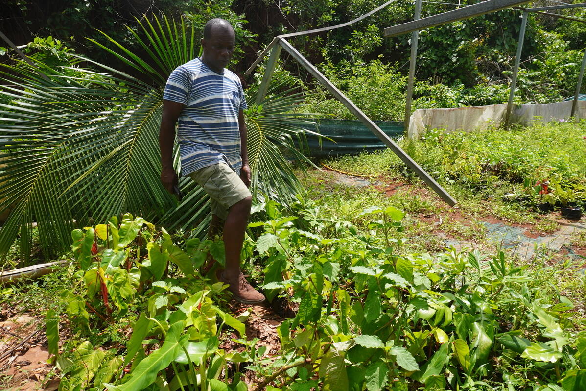 Mayotte post-Chido : les agriculteurs maintiennent le cap malgré les séquelles du cyclone