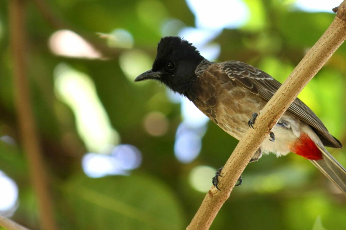 Wallis : les autorités lancent la chasse aux bulbuls, espèce invasive venue de Nouvelle-Calédonie