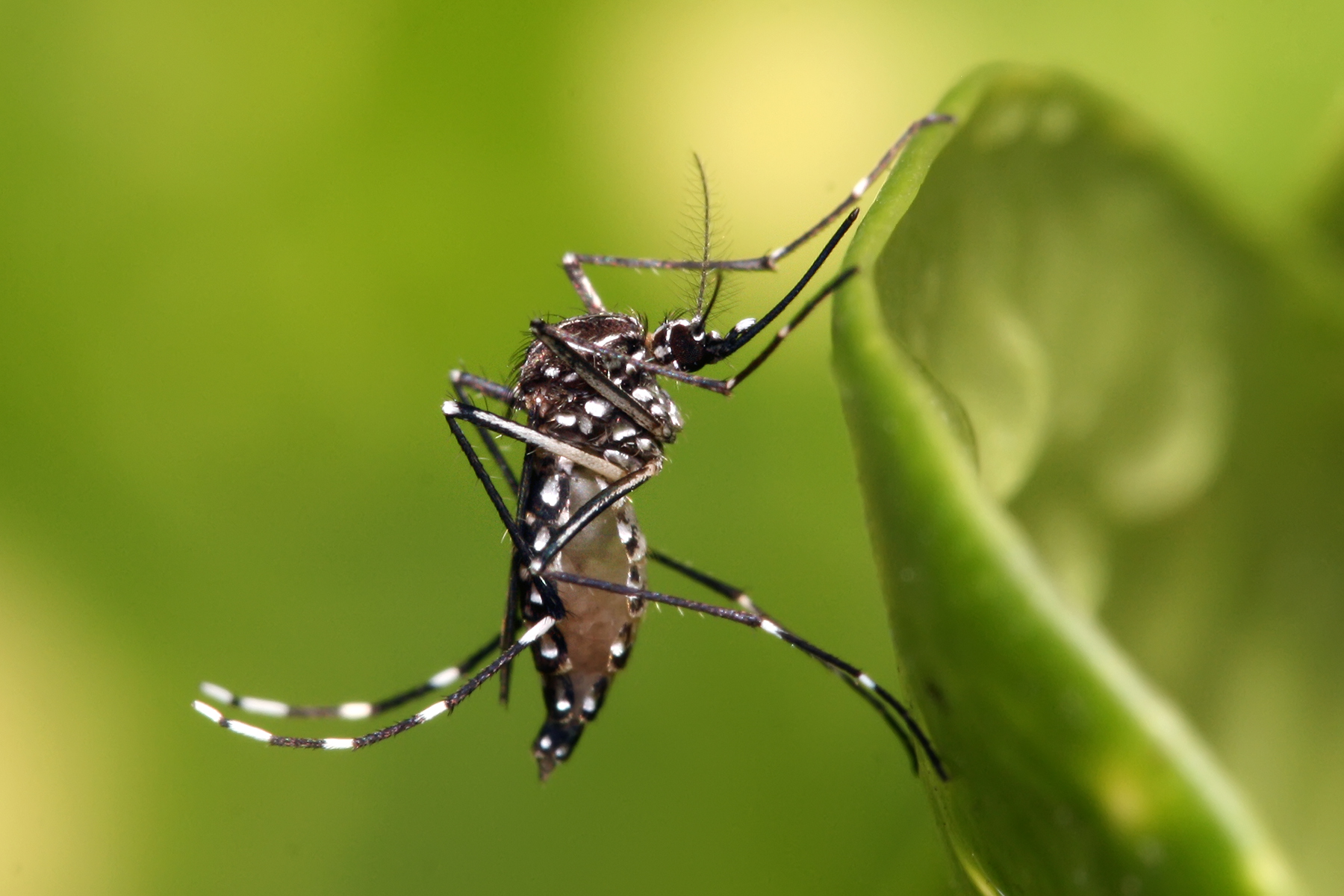 Chikungunya : la flambée de cas se stabilise enfin dans l’Hexagone