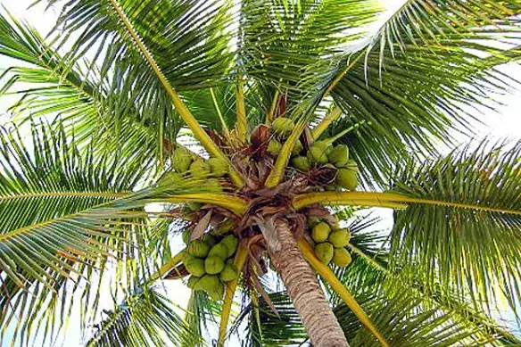 Mayotte : des noix polynésiennes pour ranimer la cocoteraie