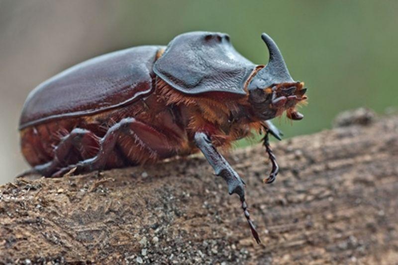 Nouvelle-Calédonie : le scarabée rhinocéros atteint Lifou, plan d’urgence déclenché